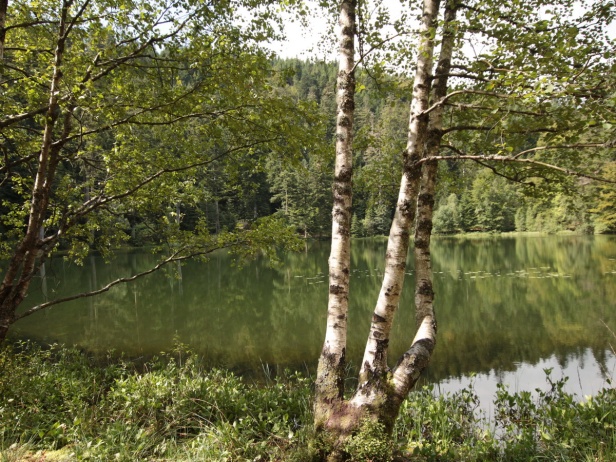 Lac de la MAIX - les VOSGES  21  Beaute et Paysages de notre Belle France - Guy Peinturier